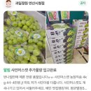 양정전통시장 | [부산/부산진구] 생과일모찌 9구 – 과일정원 연산시청점 방문후기 부산과일선물 추천 과일요거트 과일빙수