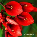 꽃과사랑 Daum카페