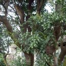 광령귤나무 이미지