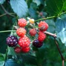 (주)우리생약 이미지