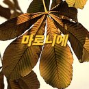 마로니에길 이미지