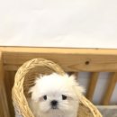 테일러퍼피 이미지