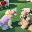 놀러왔댕 이미지