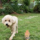 클로버 하우스 이미지