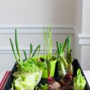 허브와야채 이미지