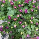 마치경로당 이미지