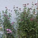 지리산밀드플레 이미지