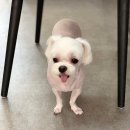 한일애견미용실 이미지