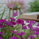 스테이 소이 이미지