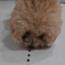 N&A로열독 | 저알러지사료추천 닥터독 베츠초이스 강아지 피부사료