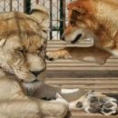 하룻강아지 이미지