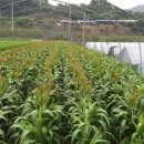 오번리 농장 이미지