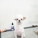 하루가다르개 이미지