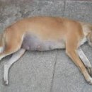 강동동물병원 이미지