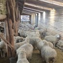 이상목장 | [평창 나들이] 대관령 양떼목장 입장료·주차 총정리｜평창 가족여행 추천