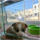 라이프독 강릉점 24시 강아지분양 고양이분양 | 24시 강릉애견분양 라이프독 강릉점 24시 강아지 고양이