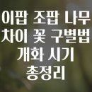 앞들동2로 이팝나무길 | 이팝 조팝 나무 차이 꽃 구별법 개화 시기 총정리