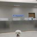 물빛동물병원 | [아산24시동물병원] ‘리엔동물의료센터’ 뭉찌 첫 건강검진 후기