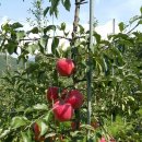 만대농장 이미지