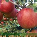 쌍둥이농장 이미지