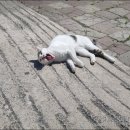 산성숯불갈비식당 이미지