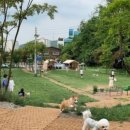 숲속애견랜드 이미지