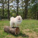 오도Dog | 경주 키녹 호텔 2500평 운동장 야외 펫파크 웨그어라운드 후기 강아지랑 가볼만한곳