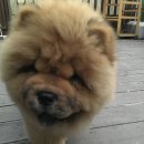온차우