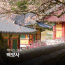 장성공원2 | 장성 백양사 고불매 전남 여행지 추천