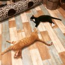 펫 게스트하우스 이미지