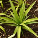 아나나스 이미지