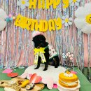 개캉스 살롱 이미지