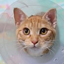 펫동물병원 이미지