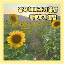 신동경로당 | 7월 경주 여행 가볼만한곳 해바라기명소 암곡 해바라기 꽃밭 주소 주차 노을시간 방문후기