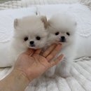 부천강아지분양 오산강아지분양 김포강아지분양 비숑프리제분양 미니비숑분양 이미지