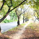 공단로가로수 이미지