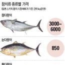 참치빠