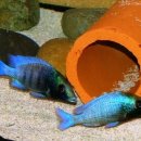 패밀리 아쿠아 이미지