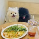 달링동물병원 | 강남 애견동반 카페 압구정 달링베이커리 강아지랑 브런치 즐기기