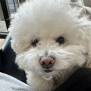 메모르드몽 이미지