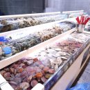 오색키조개 이미지