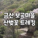 산안2리마을 | 금산 보곡마을 산벚꽃 자진뱅이 둘레길 트레킹 /비단고을 산꽃축제/옥천 장계관광지 &amp; 승우여행사
