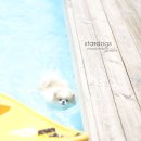 솜땀 이미지
