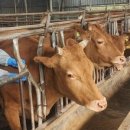 토종한우농장 이미지