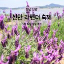 지천마을 정류소 뒤 | 신안 퍼플섬 라벤더 축제 5월 18일 후기, 무료입장 · 퍼플교 · 개화 상태 · 옥도 작약 축제 코스까지