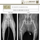 메이플 동물의료센터 이미지