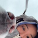 줄리비