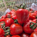 무농약 루비벨 토마토 수확합니다 미백.자외선차단 특허받은 토마토입니다 이미지