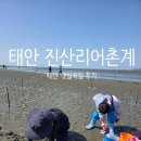 태안 진산리 어촌계 갯벌체험 조개잡고 왔어요