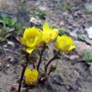 고향에봄 이미지